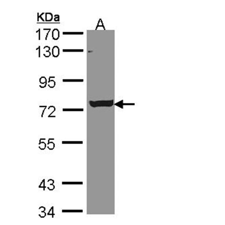LOC169436 antibody from Signalway Antibody (22146) - Antibodies.com