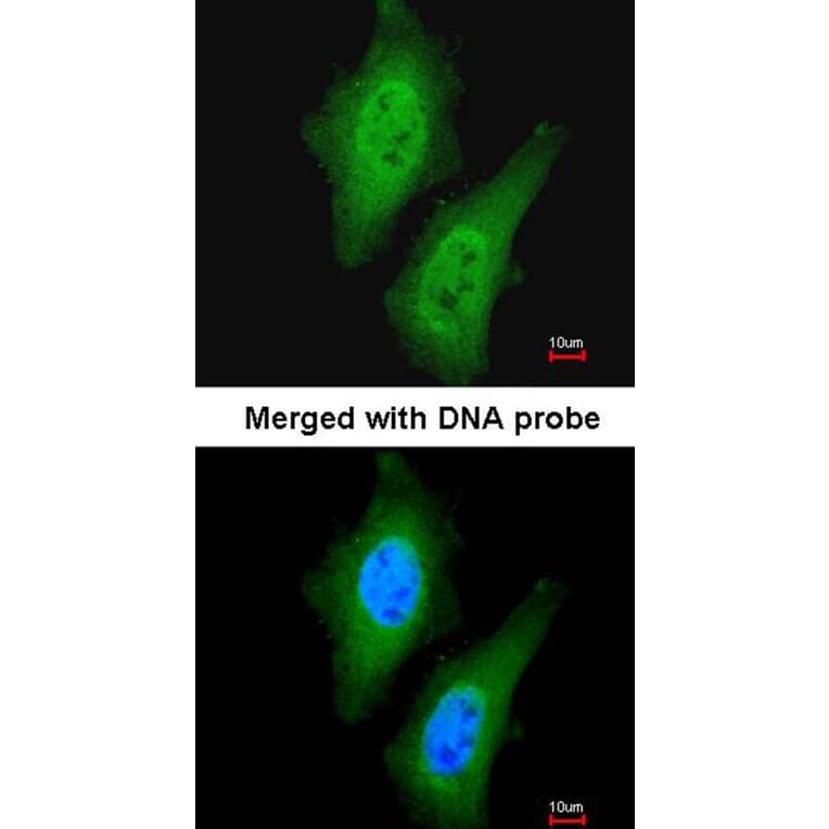 Immunofluorescence - LOC169436 antibody from Signalway Antibody (22146) - Antibodies.com