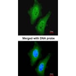 Immunofluorescence - LOC169436 antibody from Signalway Antibody (22146) - Antibodies.com