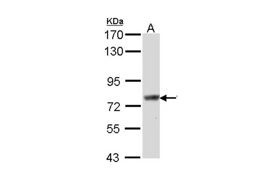 Scinderin antibody from Signalway Antibody (22158) - Antibodies.com