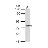 Scinderin antibody from Signalway Antibody (22158) - Antibodies.com