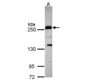 Plexin-D1 antibody from Signalway Antibody (22391) - Antibodies.com