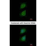 Immunofluorescence - Plexin-D1 antibody from Signalway Antibody (22391) - Antibodies.com