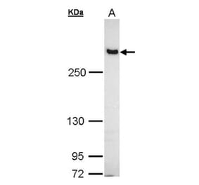 Filamin B antibody from Signalway Antibody (22775) - Antibodies.com