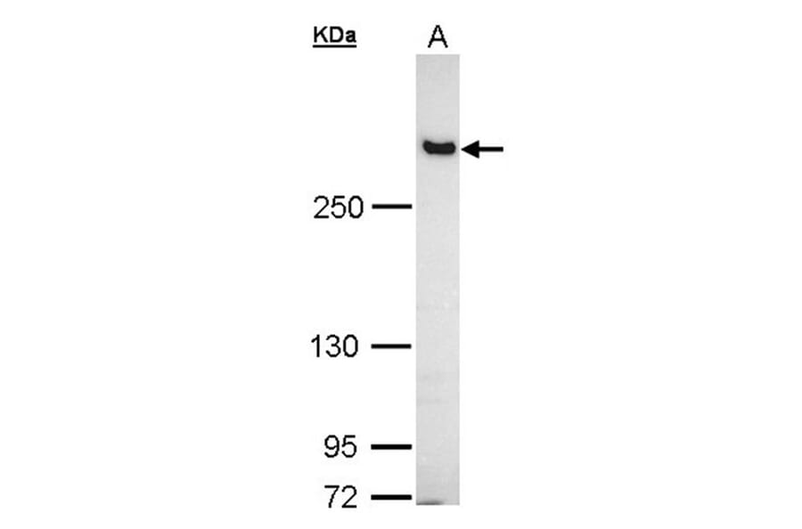 Filamin B antibody from Signalway Antibody (22775) - Antibodies.com