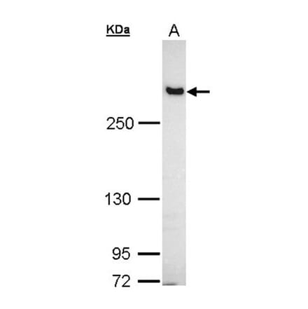 Filamin B antibody from Signalway Antibody (22775) - Antibodies.com