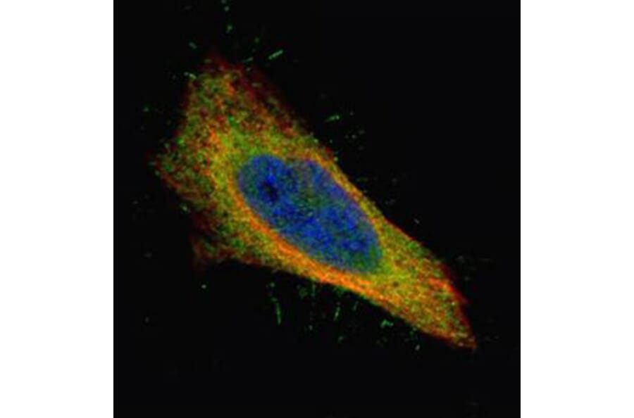 Filamin B antibody from Signalway Antibody (22775) - Antibodies.com