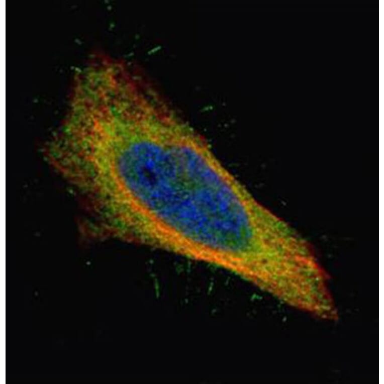 Filamin B antibody from Signalway Antibody (22775) - Antibodies.com