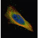 Filamin B antibody from Signalway Antibody (22775) - Antibodies.com