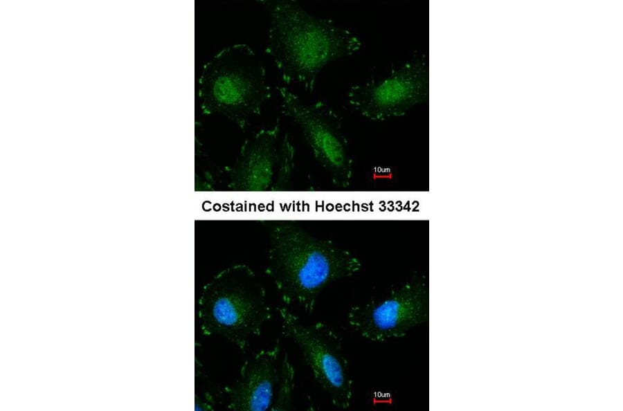 Immunofluorescence - Calpain-5 antibody from Signalway Antibody (22799) - Antibodies.com