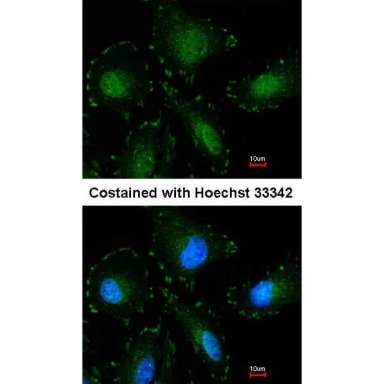 Immunofluorescence - Calpain-5 antibody from Signalway Antibody (22799) - Antibodies.com