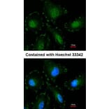 Immunofluorescence - Calpain-5 antibody from Signalway Antibody (22799) - Antibodies.com