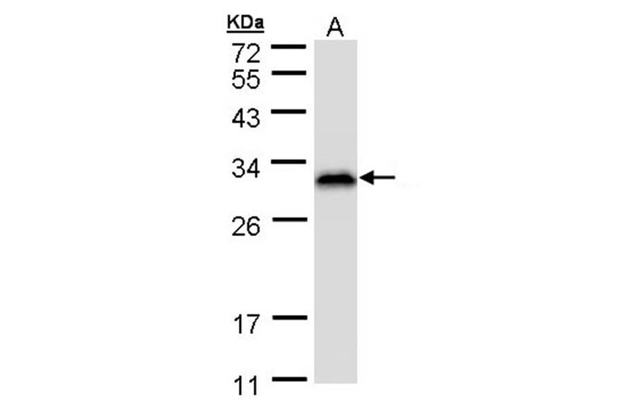 Ran BP-1 antibody from Signalway Antibody (22886) - Antibodies.com