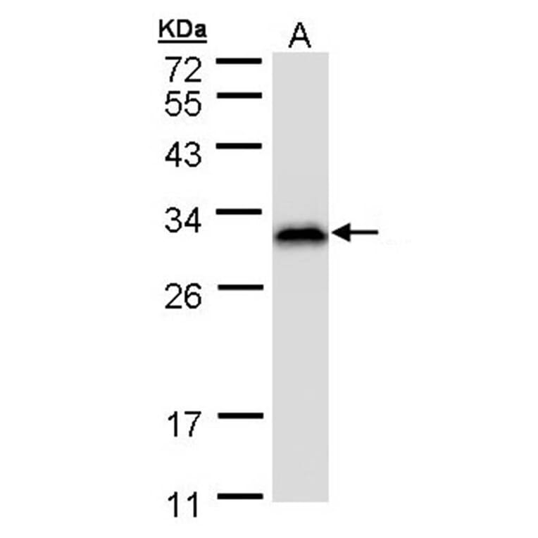 Ran BP-1 antibody from Signalway Antibody (22886) - Antibodies.com
