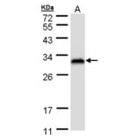 Ran BP-1 antibody from Signalway Antibody (22886) - Antibodies.com