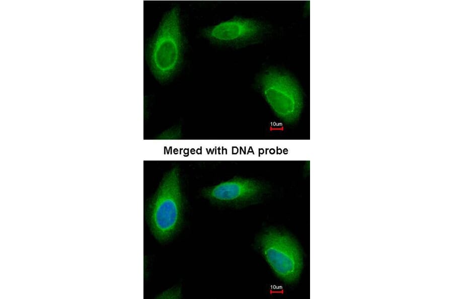 Immunofluorescence - Ran BP-1 antibody from Signalway Antibody (22886) - Antibodies.com