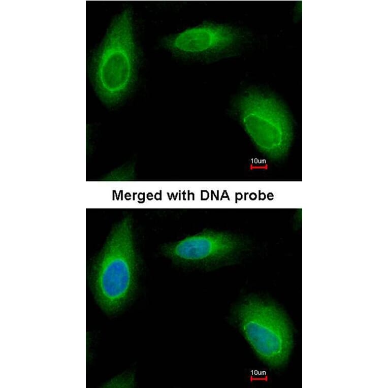Immunofluorescence - Ran BP-1 antibody from Signalway Antibody (22886) - Antibodies.com