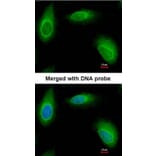 Immunofluorescence - Ran BP-1 antibody from Signalway Antibody (22886) - Antibodies.com
