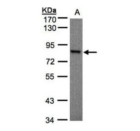 RSK1 p90 antibody from Signalway Antibody (23070) - Antibodies.com