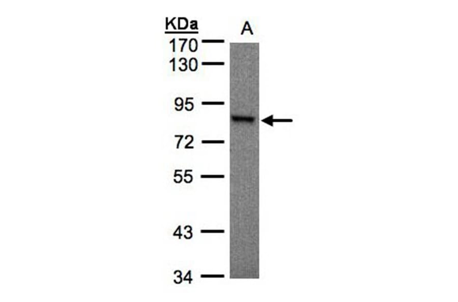 RSK1 p90 antibody from Signalway Antibody (23070) - Antibodies.com