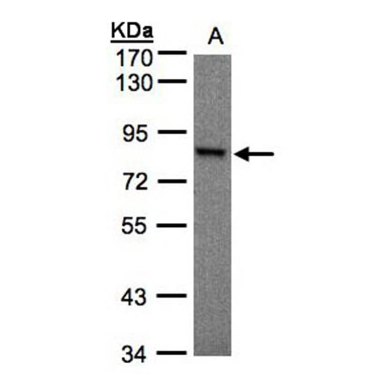 RSK1 p90 antibody from Signalway Antibody (23070) - Antibodies.com