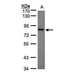 RSK1 p90 antibody from Signalway Antibody (23070) - Antibodies.com