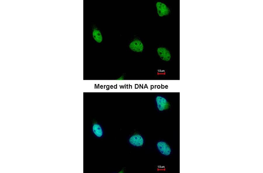Immunofluorescence - RSK1 p90 antibody from Signalway Antibody (23070) - Antibodies.com
