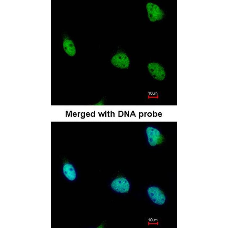 Immunofluorescence - RSK1 p90 antibody from Signalway Antibody (23070) - Antibodies.com