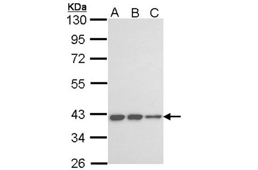 LOC727787 antibody from Signalway Antibody (23186) - Antibodies.com