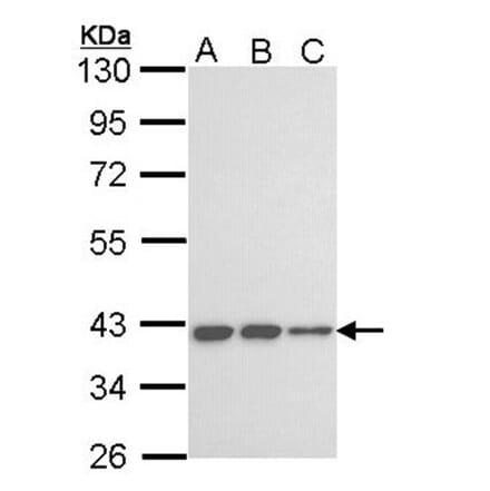 LOC727787 antibody from Signalway Antibody (23186) - Antibodies.com