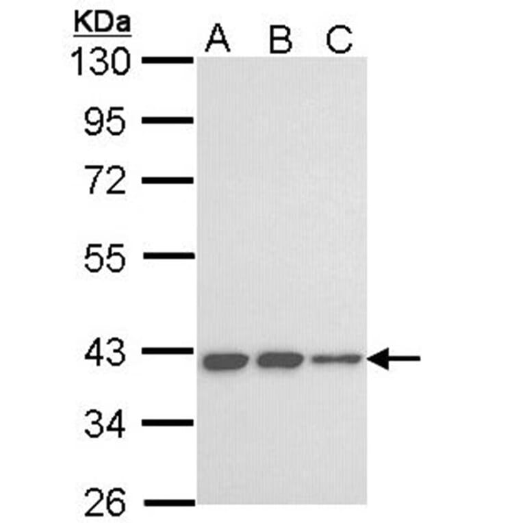 LOC727787 antibody from Signalway Antibody (23186) - Antibodies.com