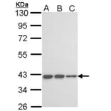 LOC727787 antibody from Signalway Antibody (23186) - Antibodies.com