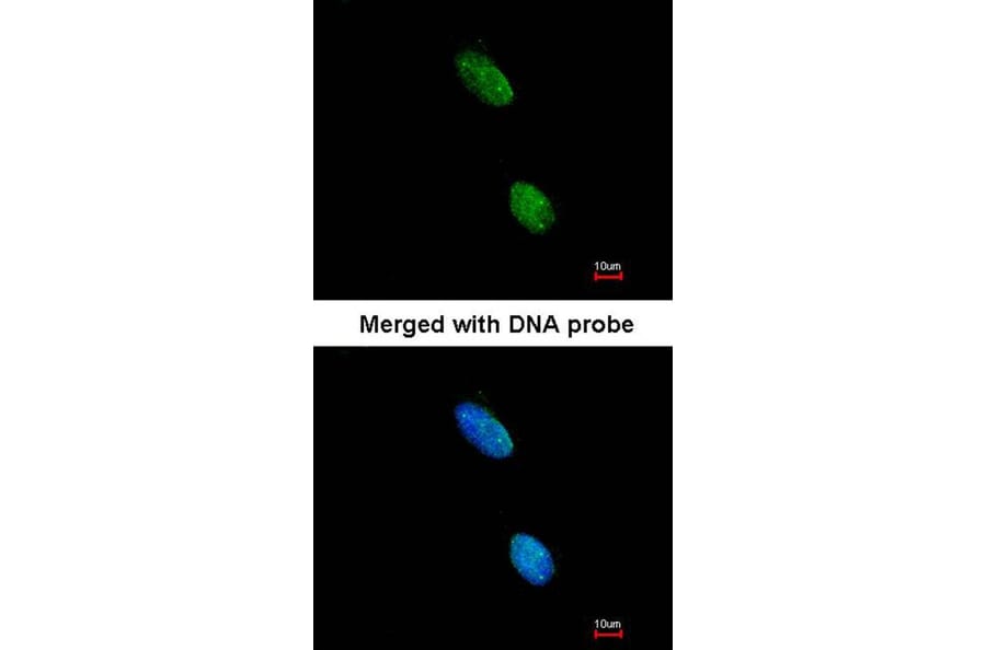Immunofluorescence - LOC727787 antibody from Signalway Antibody (23186) - Antibodies.com