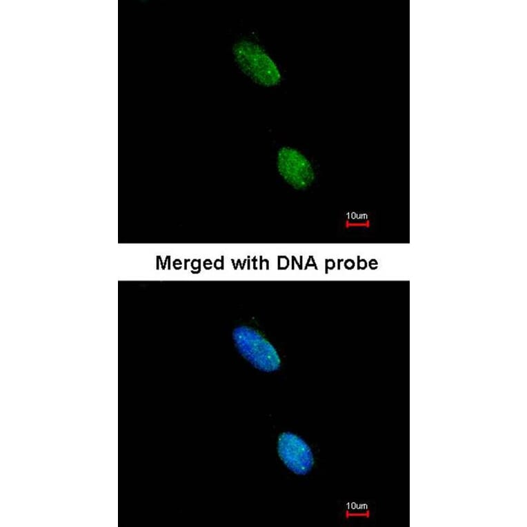 Immunofluorescence - LOC727787 antibody from Signalway Antibody (23186) - Antibodies.com