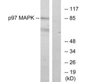 Western blot - p97 MAPK Antibody from Signalway Antibody (33914) - Antibodies.com