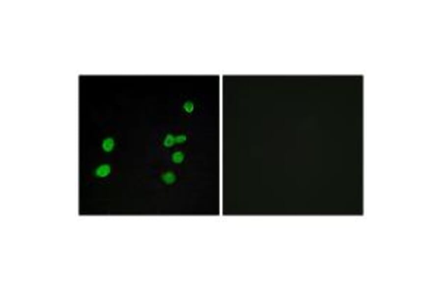Immunofluorescence - p97 MAPK Antibody from Signalway Antibody (33914) - Antibodies.com