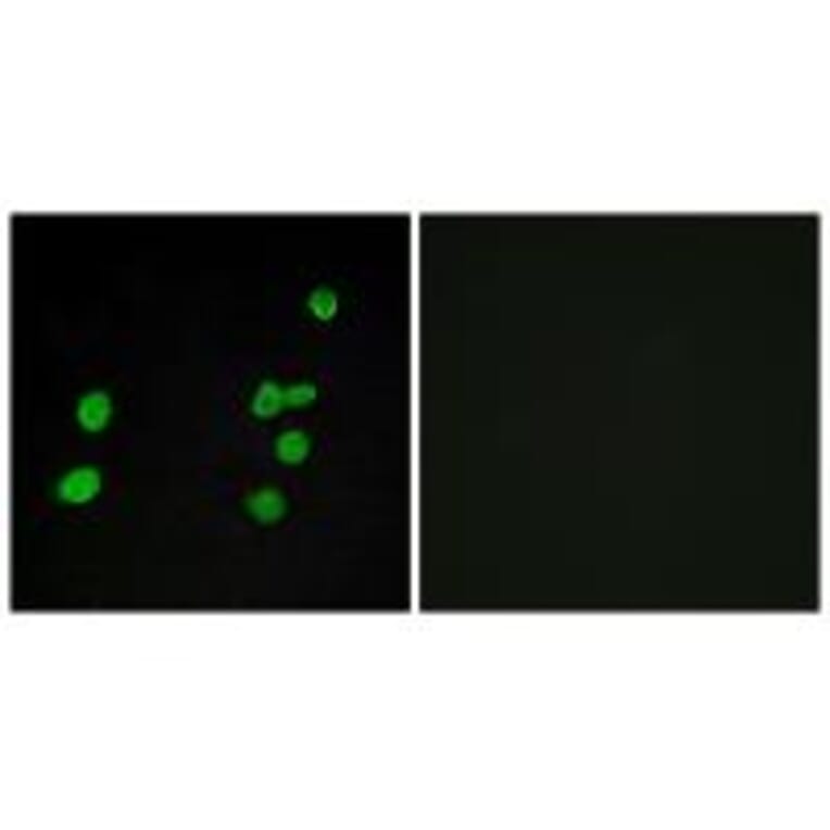 Immunofluorescence - p97 MAPK Antibody from Signalway Antibody (33914) - Antibodies.com