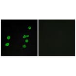 Immunofluorescence - p97 MAPK Antibody from Signalway Antibody (33914) - Antibodies.com