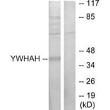 Western blot - 14-3-3 η Antibody from Signalway Antibody (34146) - Antibodies.com