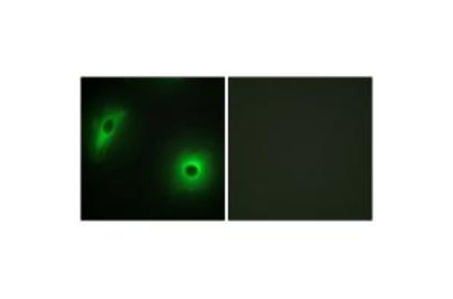 Immunofluorescence - 14-3-3 η Antibody from Signalway Antibody (34146) - Antibodies.com