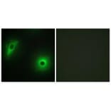 Immunofluorescence - 14-3-3 η Antibody from Signalway Antibody (34146) - Antibodies.com