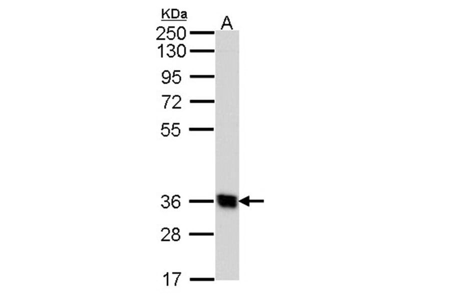 G protein-coupled receptor 62 antibody from Signalway Antibody (22828) - Antibodies.com