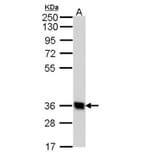 G protein-coupled receptor 62 antibody from Signalway Antibody (22828) - Antibodies.com