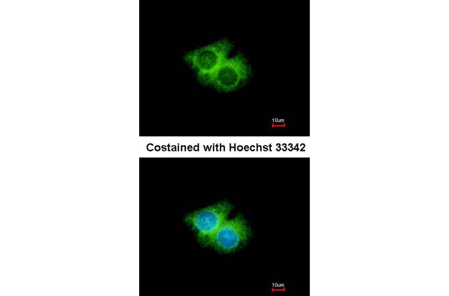 Immunofluorescence - G protein-coupled receptor 62 antibody from Signalway Antibody (22828) - Antibodies.com