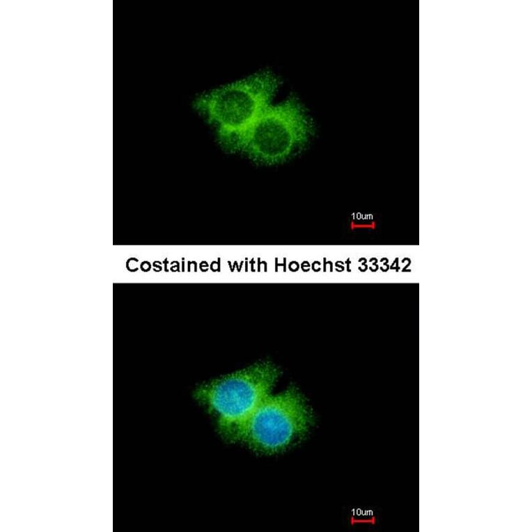 Immunofluorescence - G protein-coupled receptor 62 antibody from Signalway Antibody (22828) - Antibodies.com