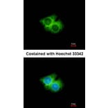 Immunofluorescence - G protein-coupled receptor 62 antibody from Signalway Antibody (22828) - Antibodies.com