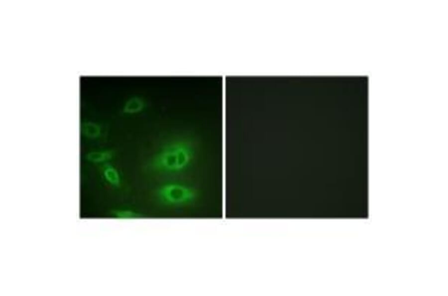 Immunofluorescence - ATP1α1/Na+K+ ATPase1 (Ab-23) Antibody from Signalway Antibody (33176) - Antibodies.com