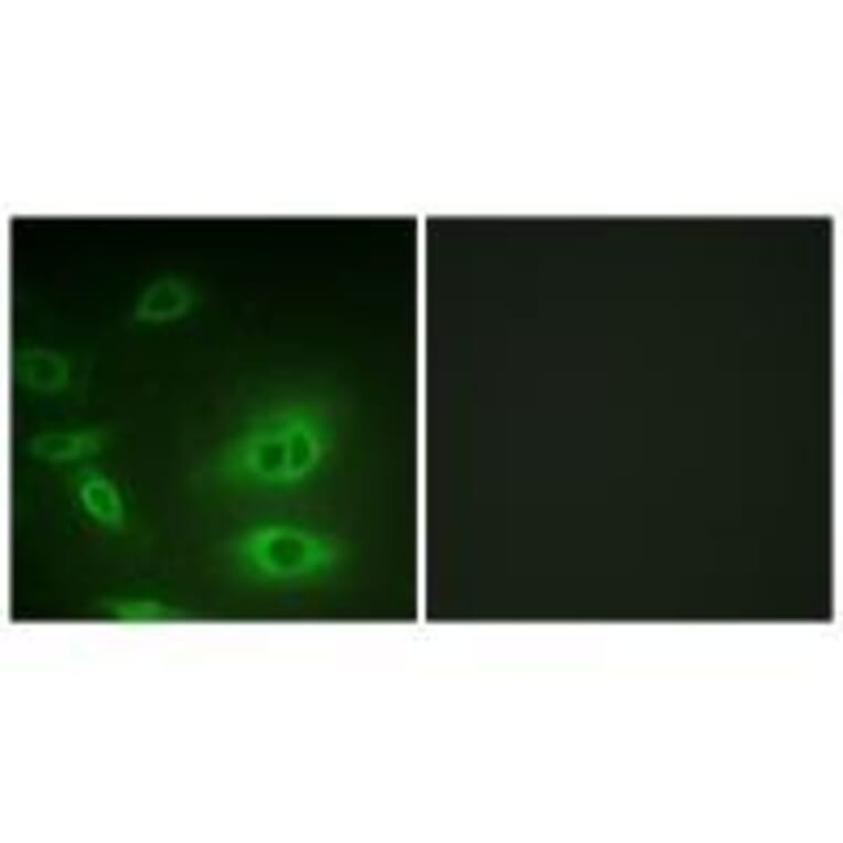 Immunofluorescence - ATP1α1/Na+K+ ATPase1 (Ab-23) Antibody from Signalway Antibody (33176) - Antibodies.com