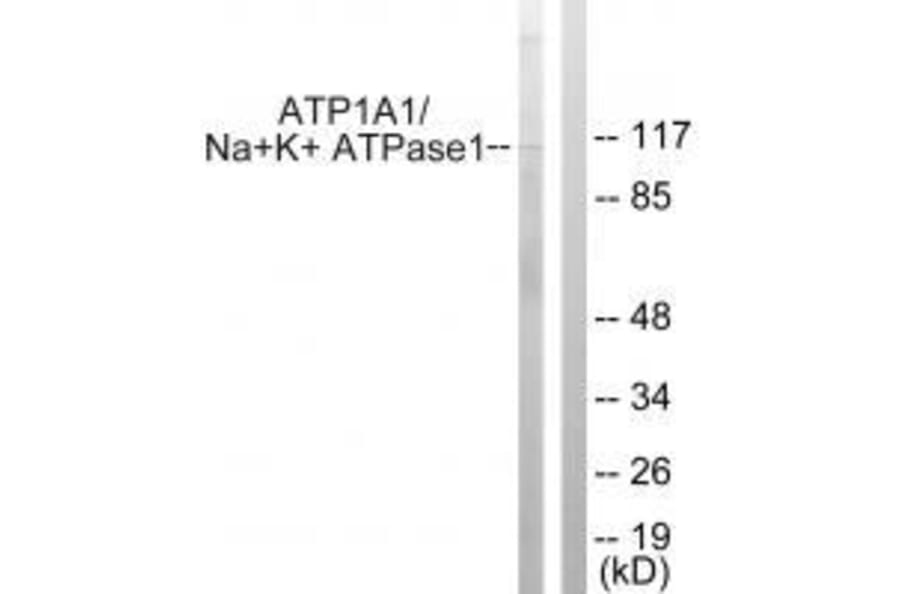 Western blot - ATP1α1/Na+K+ ATPase1 (Ab-23) Antibody from Signalway Antibody (33176) - Antibodies.com