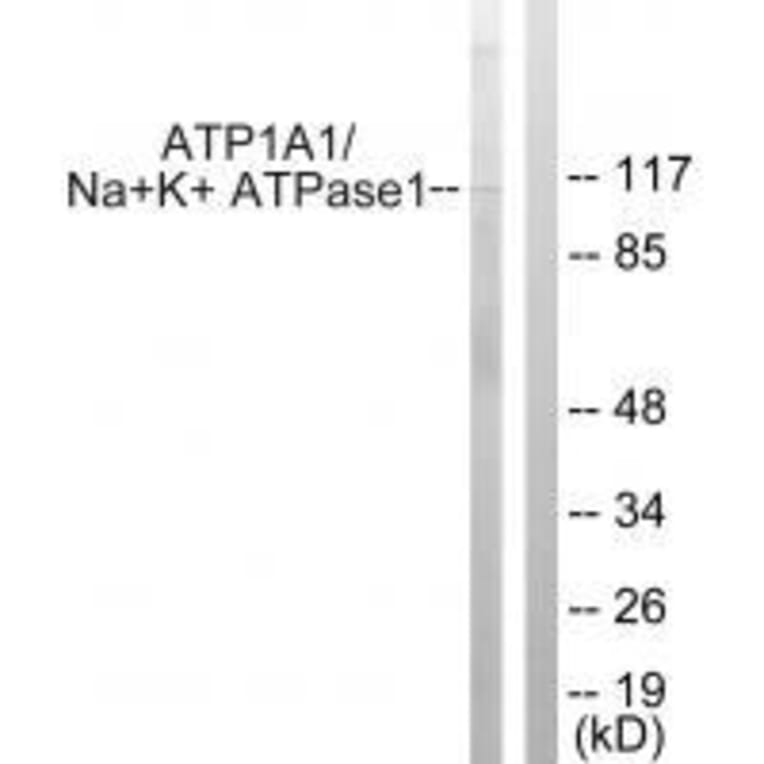 Western blot - ATP1α1/Na+K+ ATPase1 (Ab-23) Antibody from Signalway Antibody (33176) - Antibodies.com